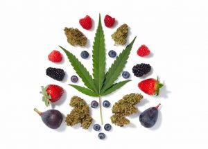 Cannabis leaf surrounded by figs and berries